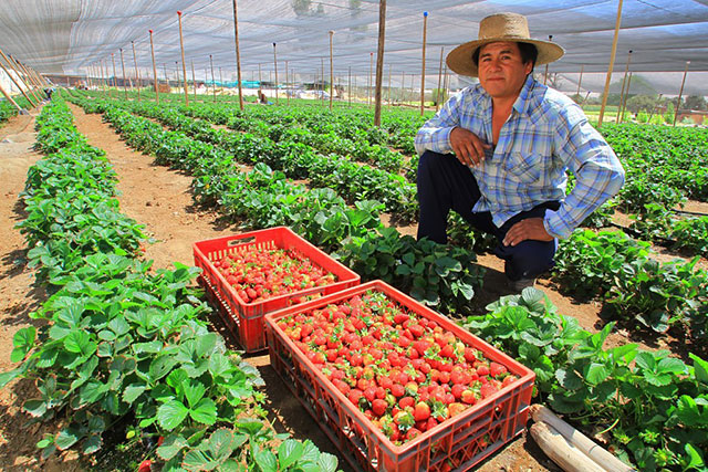 Agricultor chileno